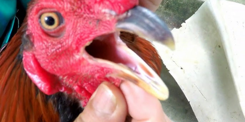 Những điều cần lưu ý khi chăm gà chọi