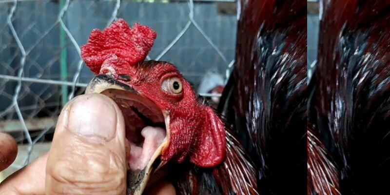 Tìm hiểu về gà chọi không có lưỡi